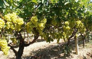 Üzümün ihracat yolculuğu başlıyor