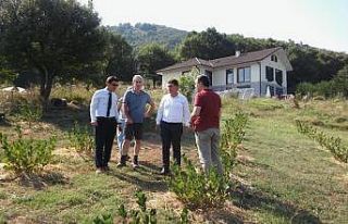 Yalova’da aronya üretimi artıyor