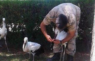 Yangından kurtarılan yavru leyleklere jandarma şefkati