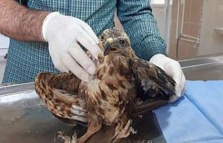 Yaralı kaya kartalı tedavi altına alındı