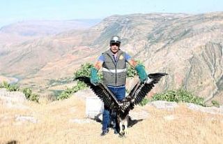 Yaralı kaya kartalı tedavi edilerek doğaya salındı