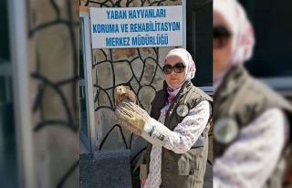 Yaralı kerkenezler tedavi altına alındı