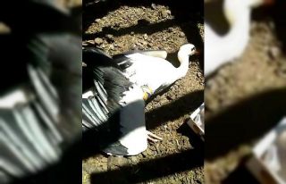 Yaralı leyleğe sahip çıktı