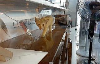 Yaramaz minik kedi iş yerinde mahsur kaldı