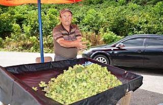 Yaş fındık tezgahlarda