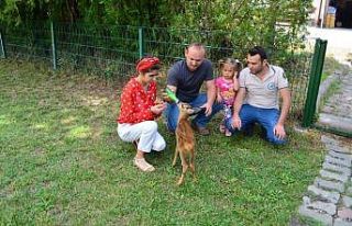 Yavru karacaya anne şefkati