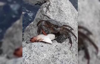 Yengece ızgara tavuk