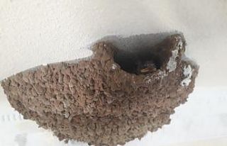 Yeni yaptığı evine kuşlar yuva yapınca taşınmayı...