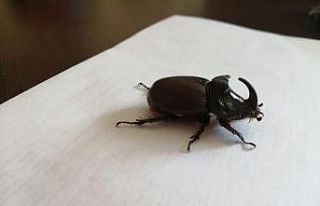 Yetkililerden gergedan böceği uyarısı!