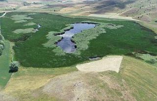 Yok olma tehlikesindeki kaz gölü yeniden hayat buldu