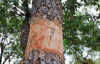 Yunusemre’de yabani zeytin ve menengiç ağaçları...