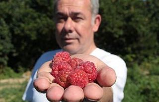 Yüzde doksanı Bursa’da yetişen ahududunun hasadı...