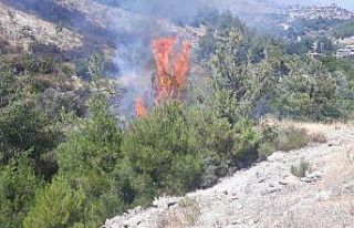 Zeytinlikte başlayan yangın ormana sıçradı