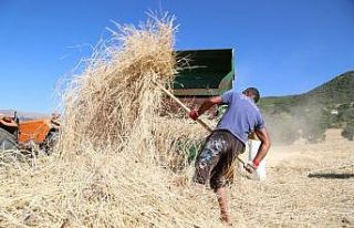 150 yıllık "Ata" tohumları için harman...