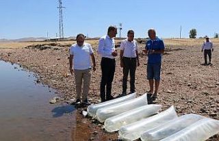 250 bin pullu sazan yavrusu Kalecik Barajı’na bırakıldı
