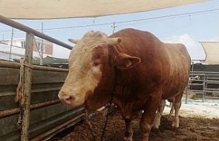 25 aylık Paşa alıcısını bekliyor