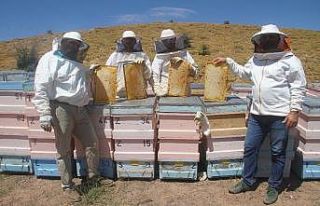 2 bin rakımda doğal "bal" bereketi