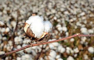 988 ton lif pamuk üretimi bekleniyor