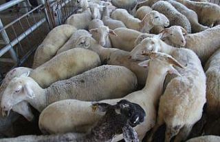 Afyonkarahisar küçükbaş hayvan sayısında Ege’de...