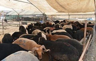 Akdeniz’de kurban satış ve kesim yerleri hazırlandı