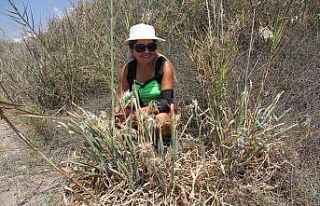 Alanya’da koruma altındaki kum zambakları ilgisiz...