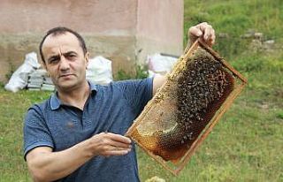 Anzer Balı sağımı tamamlandı, sıra tahlile geldi