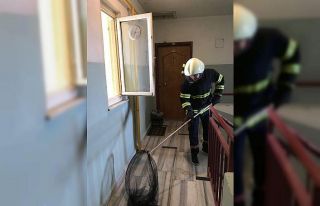 Apartmandan 60 yarasa çıkardılar