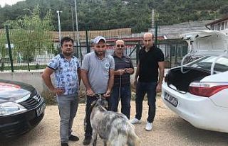 Arefe günü sahibininden kaçan kurbanlık teke bulunarak...