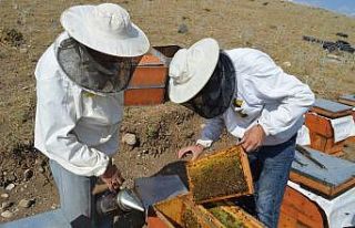 "Arı zehri birçok hastalığa iyi geliyor"