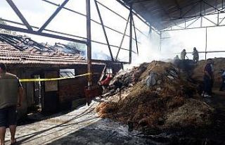 Arnavutköy’de feci olay: 11 büyükbaş hayvan...