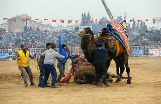Aydın deve güreşleri Londra’da tanıtıldı