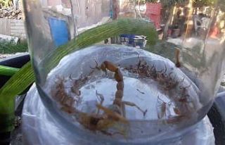 Aydın’da bir akrep 37 yavru doğurdu