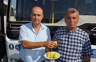 Aydınlı şoförler incir yiyerek stresle başa çıkıyor