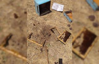 Ayılar, 8 arı kovanını parçaladı