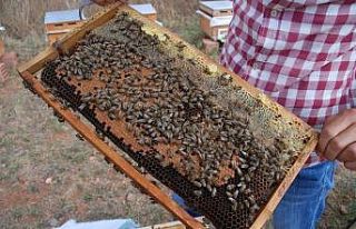 Bakanlık önlem aldı, arı ölümleri azaldı