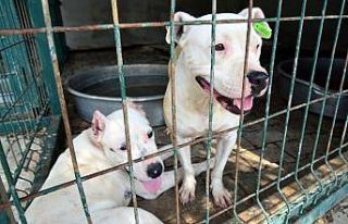 Barınaktaki pitbullar sahiplendirilemiyor