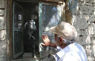 Besleyip büyüttüğü oğlak yaşlı adamın peşinden...