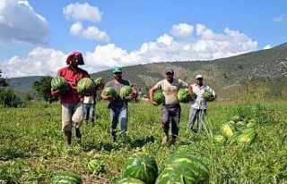Bilecik’te ilk karpuz ve kavun hasadı yapıldı
