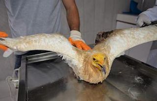 Bilecik’te son 8 ayda 420 köpek ile 150 kedi kısırlaştırıldı