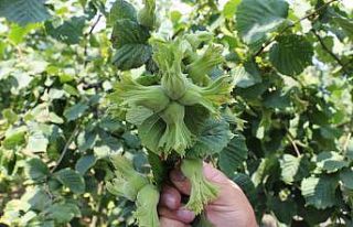 Bilim sayesinde fındık üretimi arttı