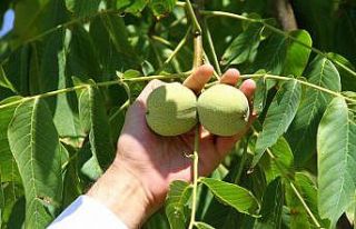 Bingöl’de ceviz üretiminde pilot bahçeler incelendi