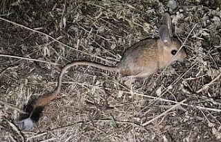 Bitlis’te görülen kanguru faresi şaşırttı