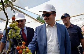 Bu cezaevinde her şey organik