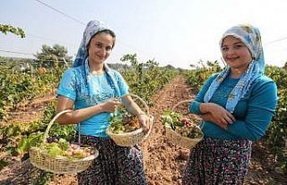 Buca’da üzüm şenliği heyecanı