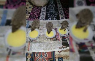 Bulduğu yavru kirpilere baba şefkatiyle bakıyor