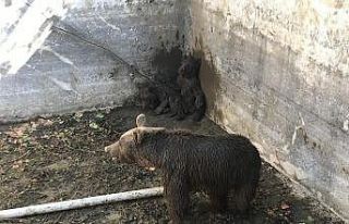 Bursa’da ayı ailesine kurtarma operasyonu