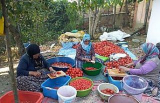 Bütün köy toplanıp imece usülü salça yapıyor