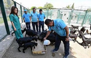Büyükşehir Belediyesi personelini can ve mal güvenliği...