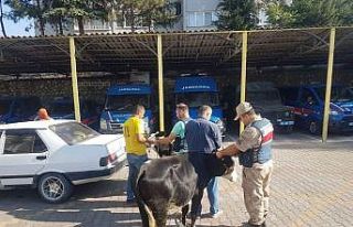 Çaldıkları büyükbaş hayvanları otomobille kaçırırken...