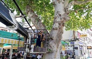 Cami bahçelerindeki 3 asırlık çınar ağaçları...